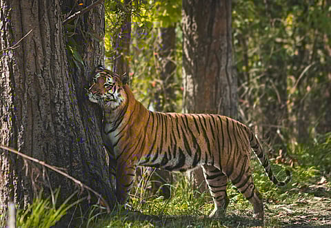 An estimated INR 38 lakh has been earmarked to upgrade tourist facilities within the reserve