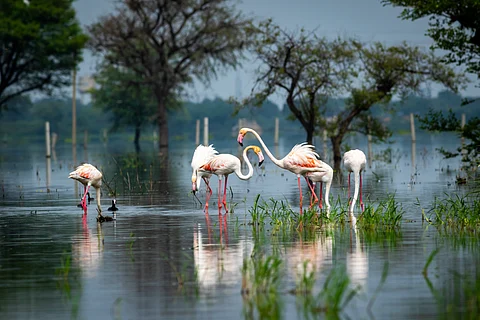 Greater flamingo flock at Keoladeo National Park