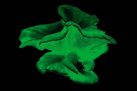 Bioluminescence in goa