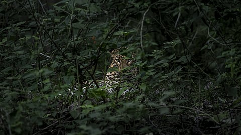 Nagarhole Tiger Reserve