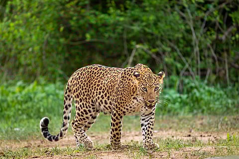 Leopard safari at Bannerughatta Biological Park