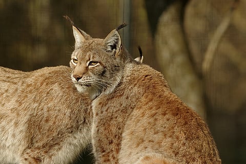 The Central Asian lynx (Lynx lynx isabellinus) is a subspecies of the Eurasian lynx