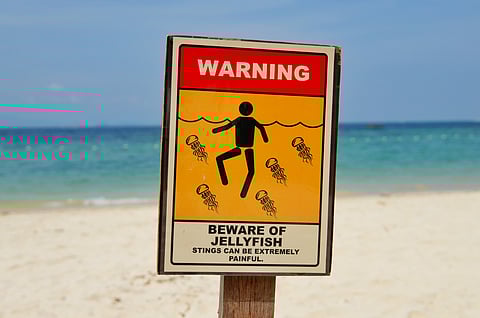 Jellyfish-Prone Beaches in India
