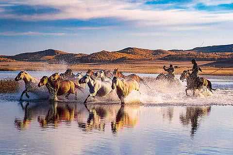 "A Mongol without a horse is like a bird without wings," goes the traditional saying. Here, Mongolian horses, famed for their hardiness, take to the water in a display of power and freedom