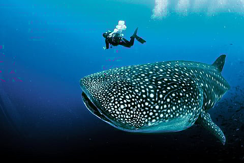 For snorkellers, whale sharks are a welcomed surprise