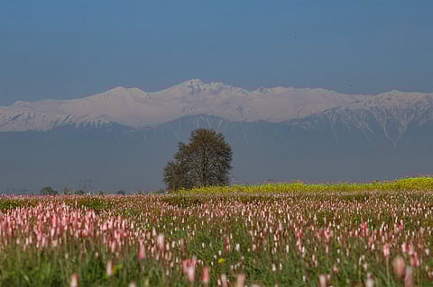 2-Day Itinerary To Pampore, Kashmir