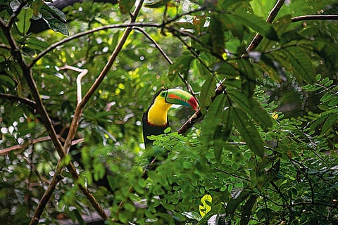 The keel-billed toucan is found in tropical jungles