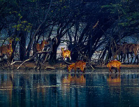 Guide To National Parks Near Delhi For A Winter Break