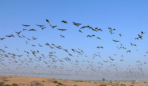 Migratory Birds To Spot This Season