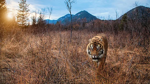 Wildlife Sanctuaries In India