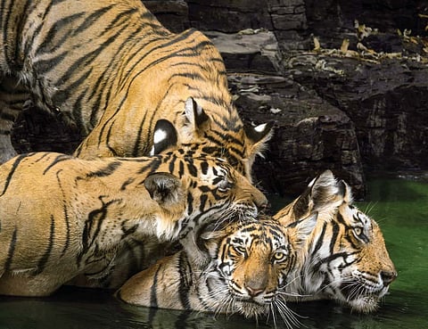 Guru Ghasidas-Tamor Pingla Tiger Reserve