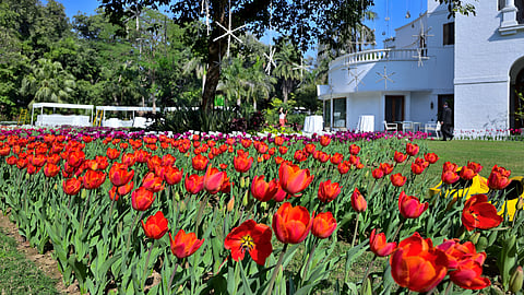 A Peek into The Netherlands Ambassador's Tulip Gardens in Delhi