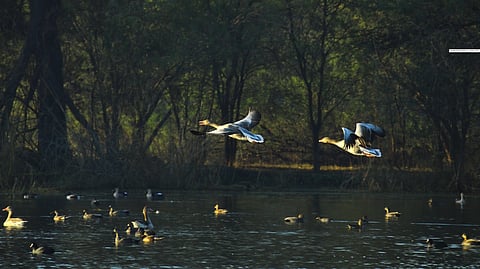 Mumbai Gets New Bird Park In Gorai With 70 Exotic Species