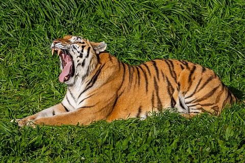Did You Know About The 'Champion' Conservationist In India Who Birthed Camera Trap Photography?