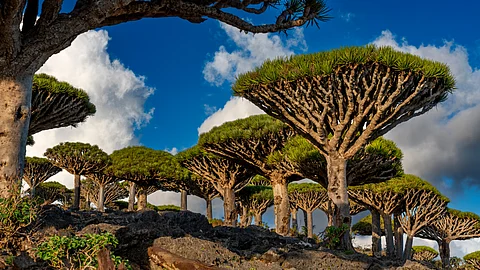 Explore Socotra, Famed As The Most Alien Looking Place On Earth