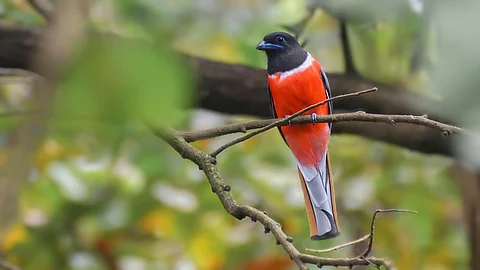 Birdwatching in Goa