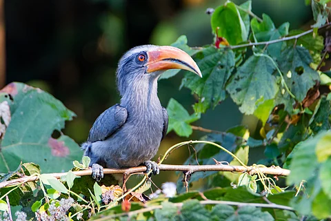 A Malabar Grey Hornbill