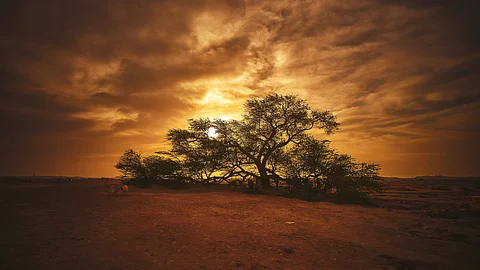 Tree Of Life In Bahrain