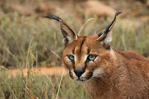 Caracal Seen In Rajasthan's Mukundra Hills