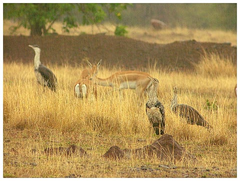 New Solapur Grassland Safari Aims To Promote Eoc-Tourism