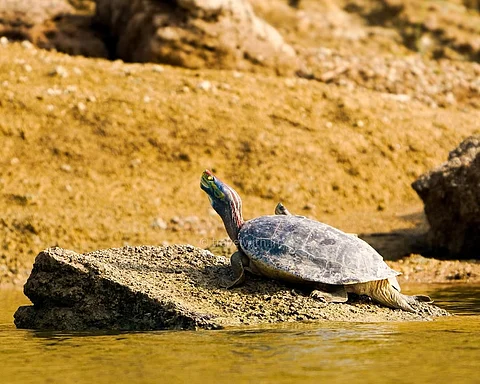 Red-Crowned Roofed Turtle Reintroduced To The Ganga