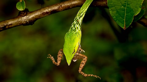 Wildlife Of The Western Ghats