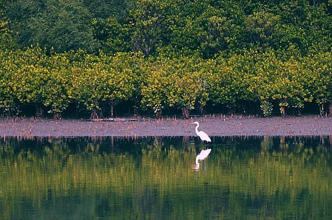 Sundarbans Closes For Three Months To Boost Wildlife Revival