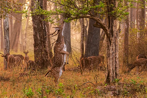 Timings and Fees Revised At Nagarahole Tiger Reserve