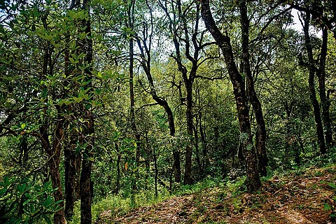 The forests of Shitlakhet
are home to diverse flora