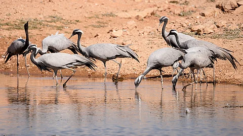 Rajasthan’s Udaipur And Phalodi Sites Get Ramsar Tag