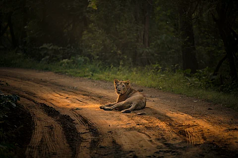 Gir National Park, Gujarat