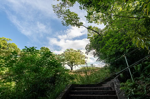 What Are Miyawaki Forests