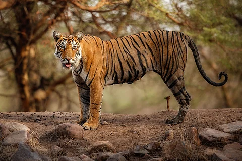 Safaris To Open In The Ramgarh Vishdhari Tiger Reserve's Core Zone Starting October