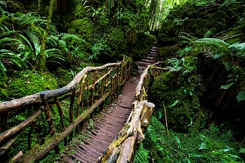 Moss-covered pathways and twisted trees in Puzzlewood Forest, UK
