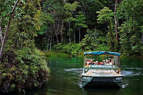 Daintree Rainforest