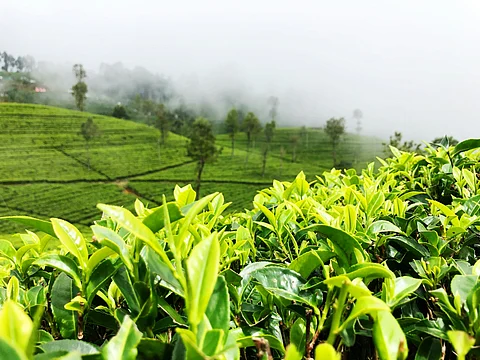 Haputale In Sri Lanka