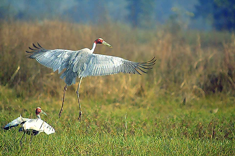 A pair of Sarus Cranes at Navegaon National Park