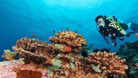 Explainer: What Is Last-Chance Tourism And How To Do It Responsibly
