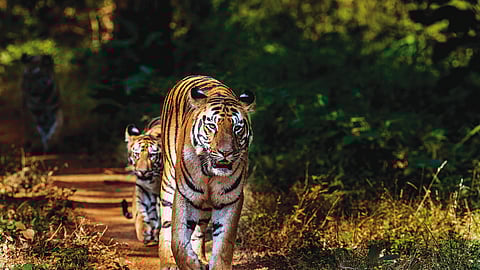 National parks in Maharashtra