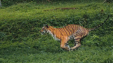 Tiger Travels 450 km To Yedshi Sanctuary