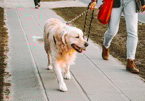 Bolzano To Introduce Daily Tax On Visiting Dogs From 2026