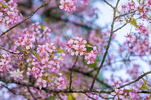 Inside Shillong’s Cherry Blossom Festival