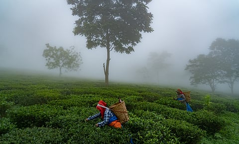 Makaibari Estate in Darjeeling