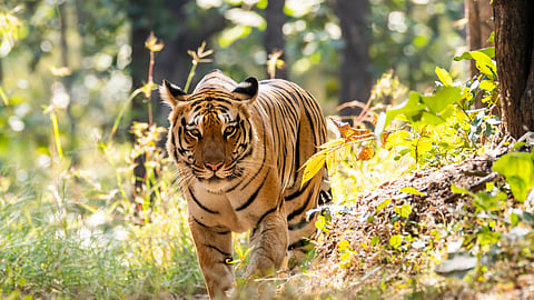 tiger safari - A tiger at Pench National Park, Madhya Pradesh