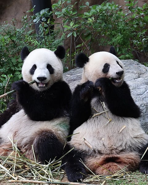 Japan Panda‑Free for First Time in 50 Years as Twins Return to China