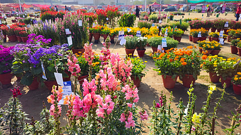 Noida Flower Festival 2026