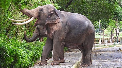 Elephants at the Delhi Zoo