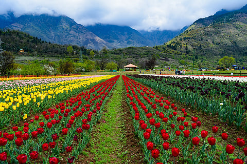 Kashmir Tulip Festival 2026