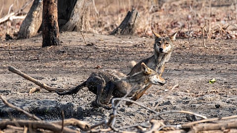 Indian wolf pups born in pilikula zoo