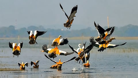A flock of Brahminy duck, or the Ruddy shelduck, take flight at the Deepor Beel Wildlife Sanctuary.